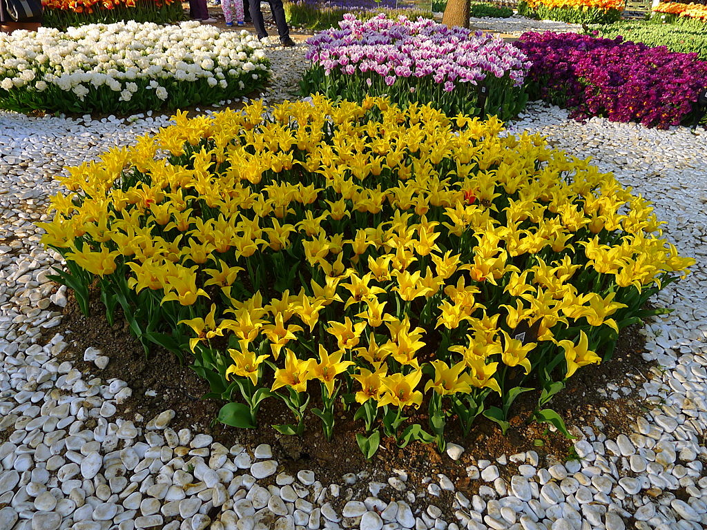 l Tulip time in Istanbul